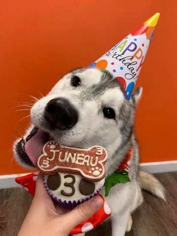 Pooch Pupcake - Individual Cupcakes