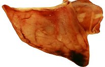 Australian Pigs Ears - 1 Item