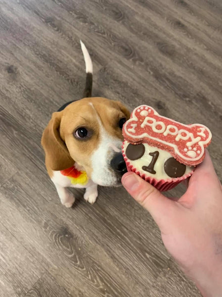 POOCH PUPCAKES 4 FOR $20 - ADELAIDE PICK UP ONLY