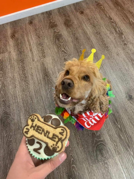 Pooch Pupcake - Individual Cupcakes